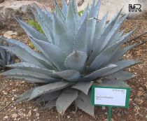 agave_avellanidens160